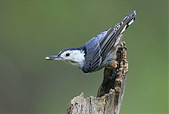 White-breasted Nuthatch